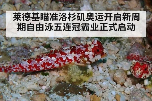 莱德基瞄准洛杉矶奥运开启新周期自由泳五连冠霸业正式启动